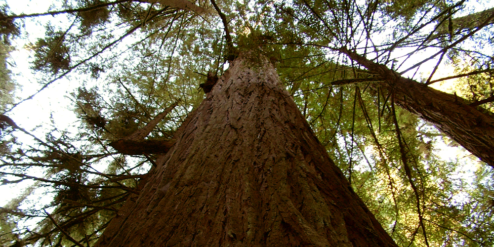 Looking up a giant redwood tree, the tallest trees on Earth.