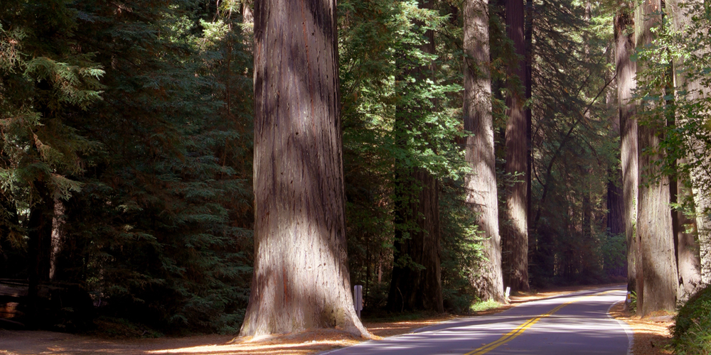 Road winding through the California Giant Sequoia Redwood Forest