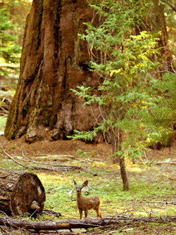 fawn in the redwoods
